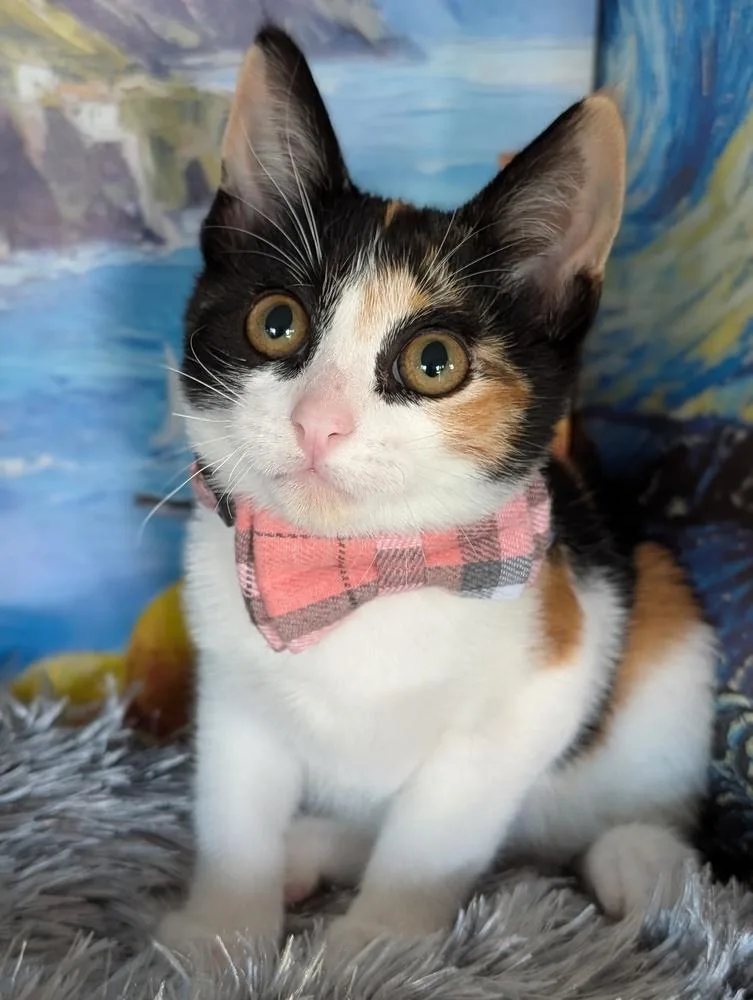A baby small-sized female Orange & White Calico cat named Kate Spade for adoption in Fremont, CA