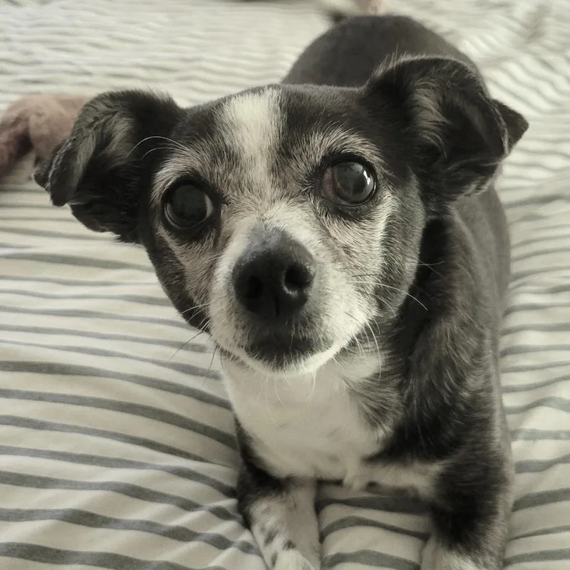 A senior small-sized female White / Cream Chihuahua dog named Penny for adoption in Santa Fe, TX