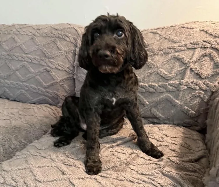An adult small-sized male Cockapoo dog named Joey for adoption in Coatesville, PA