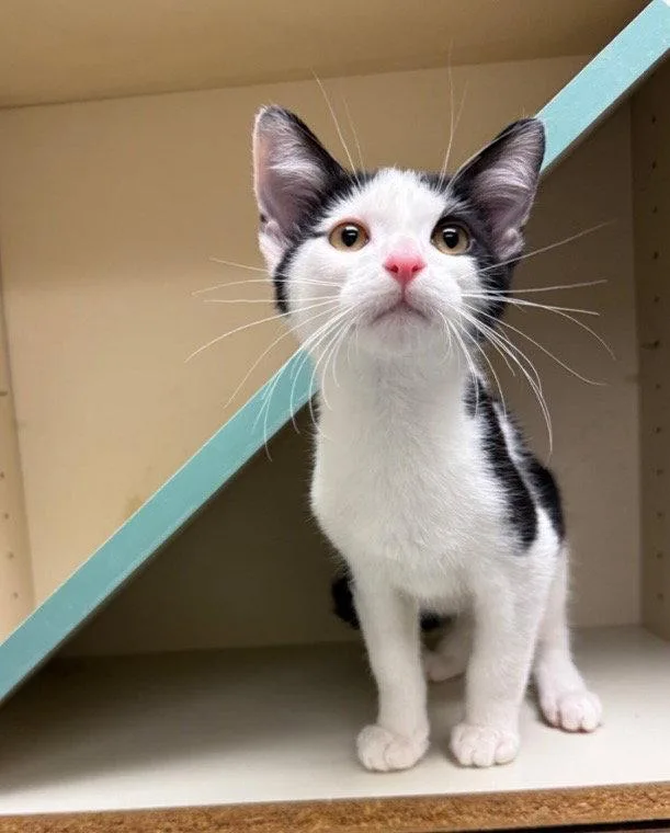 A baby medium-sized male Black & White / Tuxedo Domestic Short Hair cat named Popkorn for adoption in Walled Lake, MI