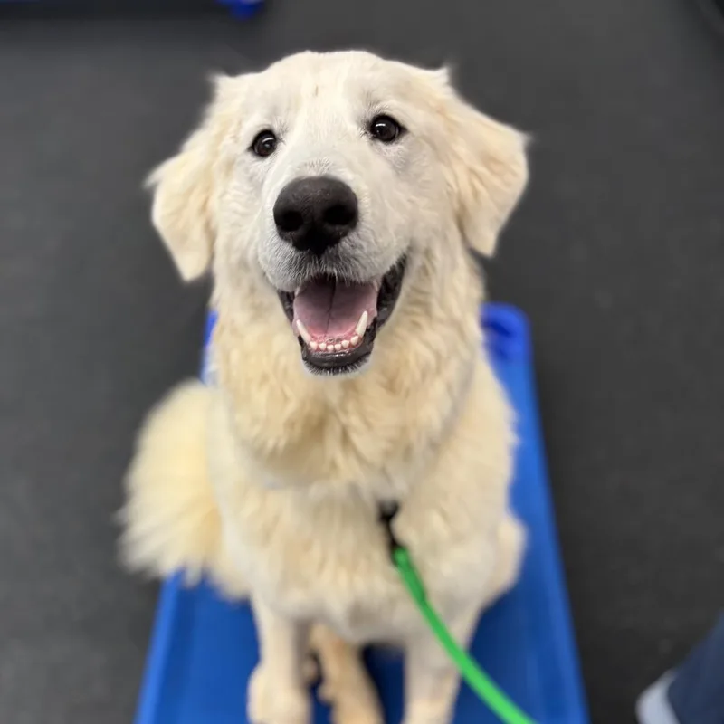 An adult medium-sized female White / Cream Mixed Breed dog named Bella for adoption in Fletcher, NC