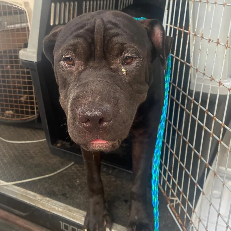 A young medium-sized male Black Shar-Pei dog named Darwin for adoption in Montgomery, AL
