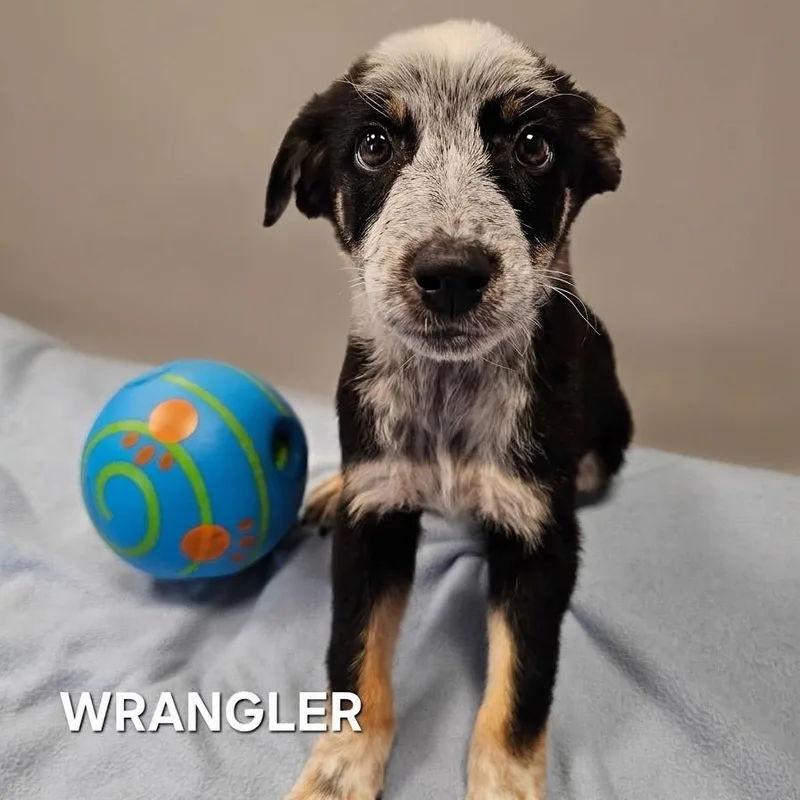 A baby medium-sized male Black Australian Cattle Dog / Blue Heeler dog named Wrangler for adoption in Madisonville, TN