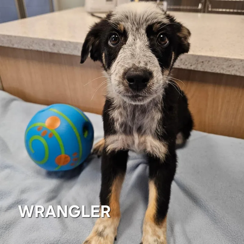 Wrangler thumbnail 3