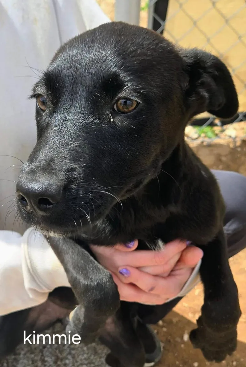 A young medium-sized female Black Labrador Retriever dog named LolKimmie for adoption in Billings, MT