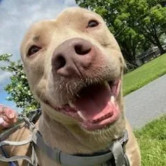 An adult medium-sized male Mixed Breed dog named Apollo for adoption in New York, NY