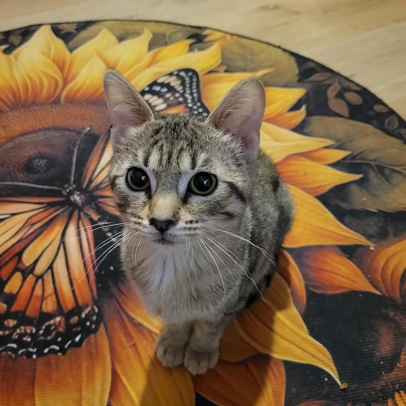 A baby small-sized female Tabby (Brown / Chocolate) Domestic Short Hair cat named Sunshine for adoption in Mishawaka, IN