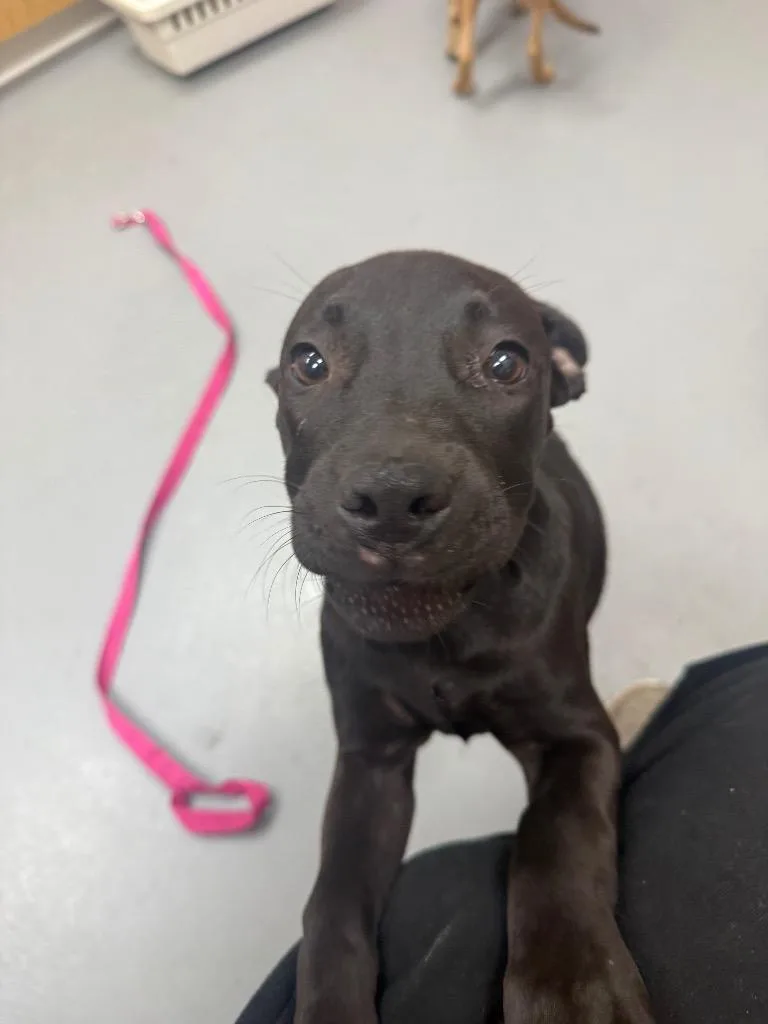 A baby medium-sized female Labrador Retriever dog named Harriet for adoption in Hartsville, SC