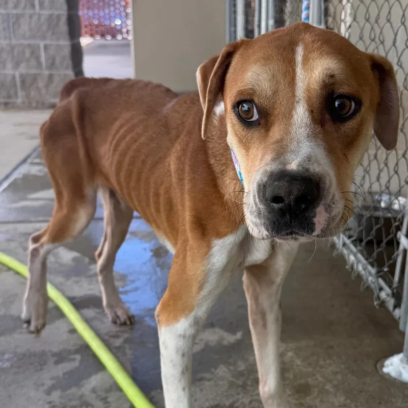 A young large-sized male Yellow / Tan / Blond / Fawn Boxer dog named Ignis for adoption in Jacksonville, AR