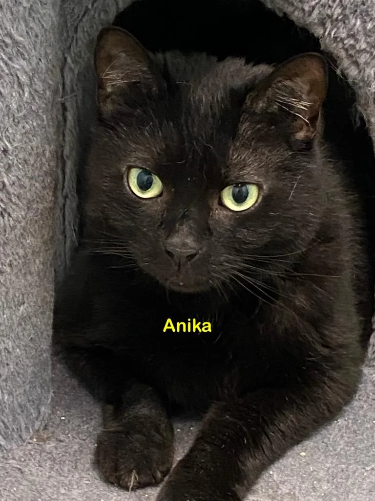 An adult large-sized female Domestic Short Hair cat named Anika for adoption in Plattsburgh, NY