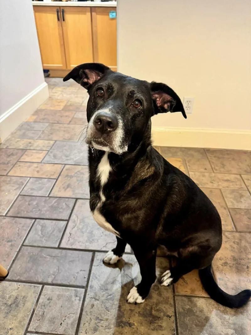 An adult large-sized female Black Black Labrador Retriever dog named Poppy for adoption in Mooresville, NC