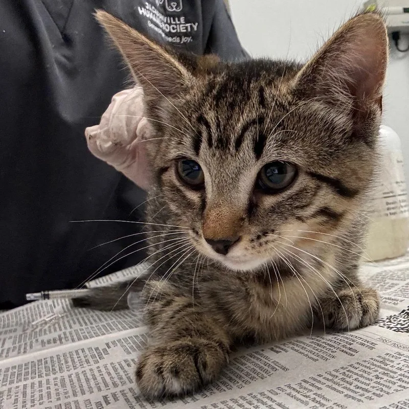 A baby small-sized female Domestic Short Hair cat named Fall for adoption in Jacksonville, FL