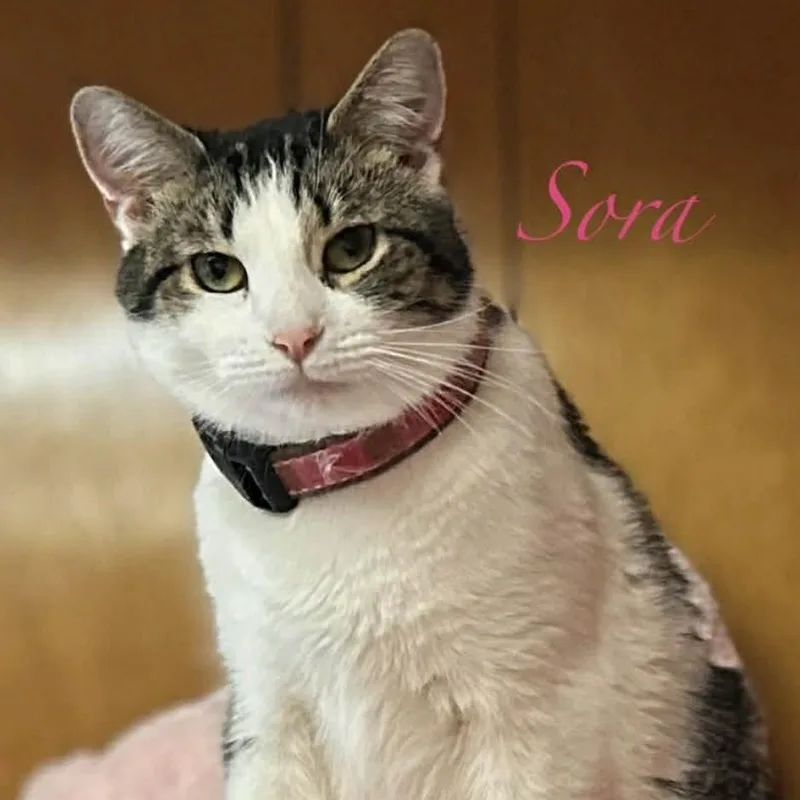 An adult medium-sized female Tabby (Brown / Chocolate) Domestic Short Hair cat named Sora for adoption in Kent, OH