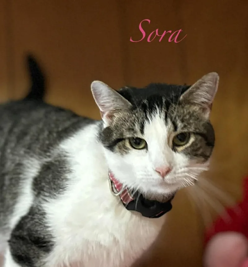 Sora thumbnail 3