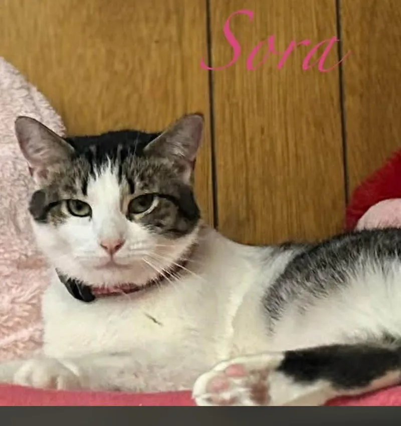 Sora thumbnail 4