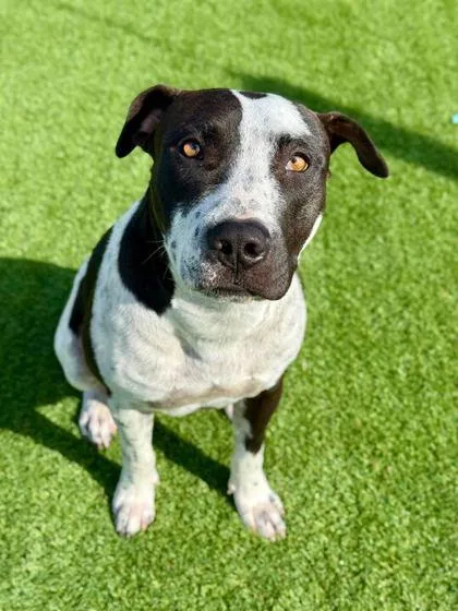 An adult large-sized male Mixed Breed dog named Nash for adoption in Daytona Beach, FL