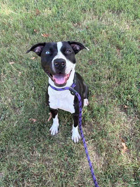 An adult medium-sized female Mixed Breed dog named Lola for adoption in Charlotte, NC