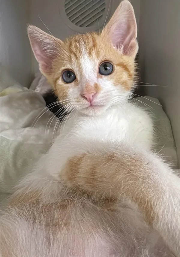 A baby small-sized male Domestic Short Hair cat named Pothos for adoption in Escondido, CA