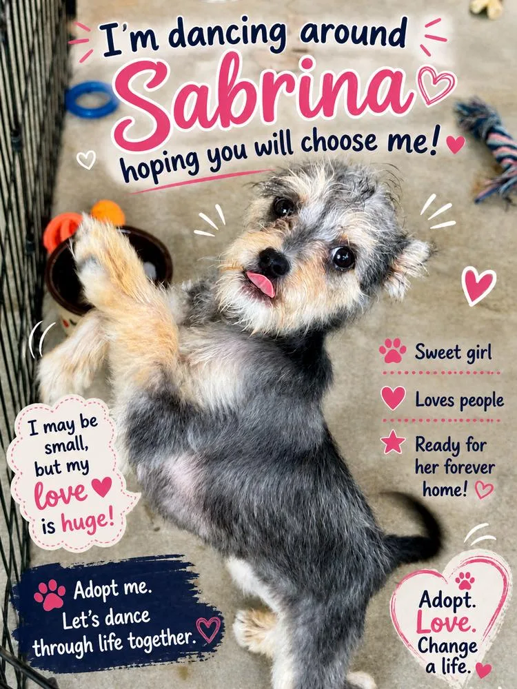 A baby small-sized female Yellow / Tan / Blond / Fawn Mixed Breed dog named Sabrina for adoption in San Diego, CA