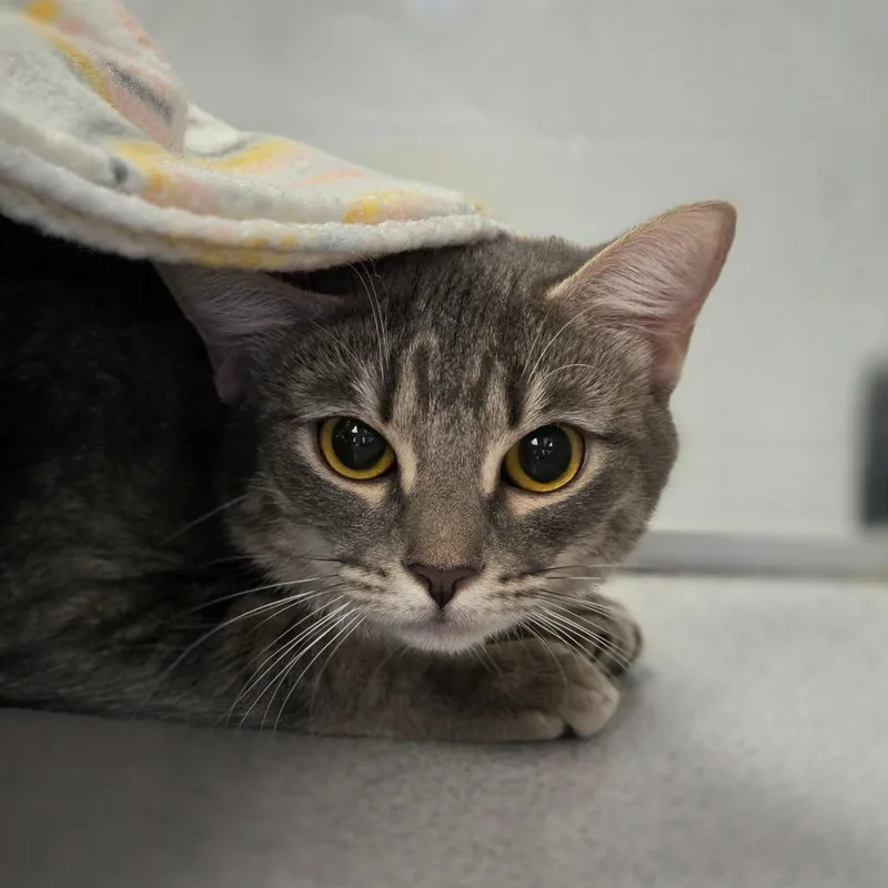 A young medium-sized female Gray / Blue / Silver Domestic Short Hair cat named Misty for adoption in Huntsville, AL