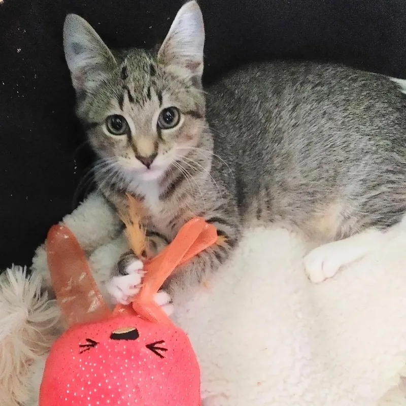 A baby medium-sized female Tabby (Brown / Chocolate) Domestic Short Hair cat named Spectre& DroptailBONDED SIBS for adoption in Fair Haven, VT