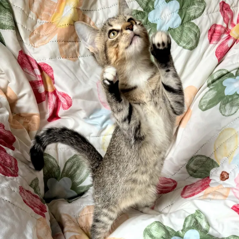 Spectre& DroptailBONDED SIBS thumbnail 2