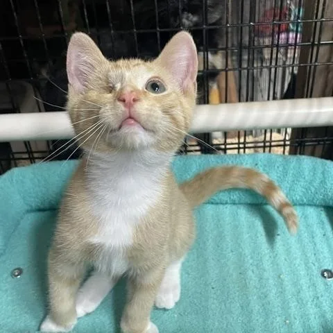 A baby medium-sized male Buff / Tan / Fawn Domestic Short Hair cat named Micah for adoption in Los Angeles, CA