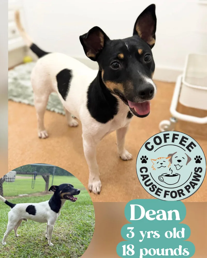 A young small-sized male Jack Russell Terrier dog named Dean for adoption in Douglas, GA