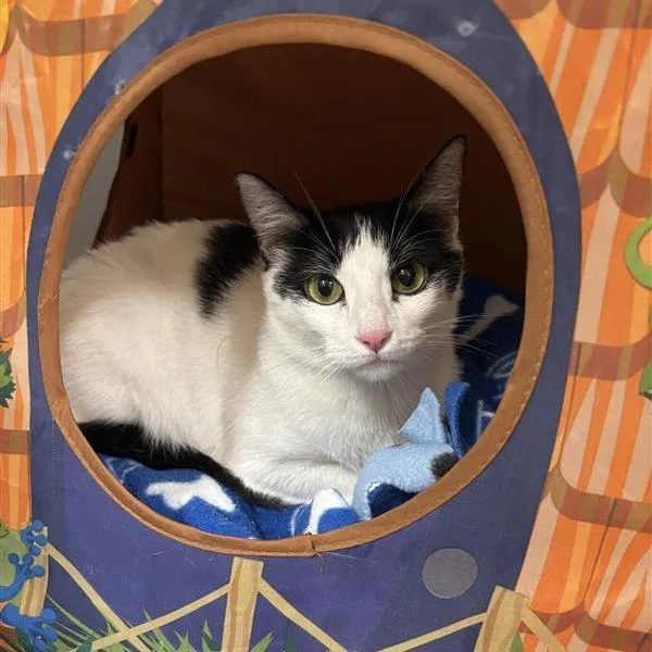 An adult medium-sized female Domestic Short Hair cat named Daffodil for adoption in Tempe, AZ