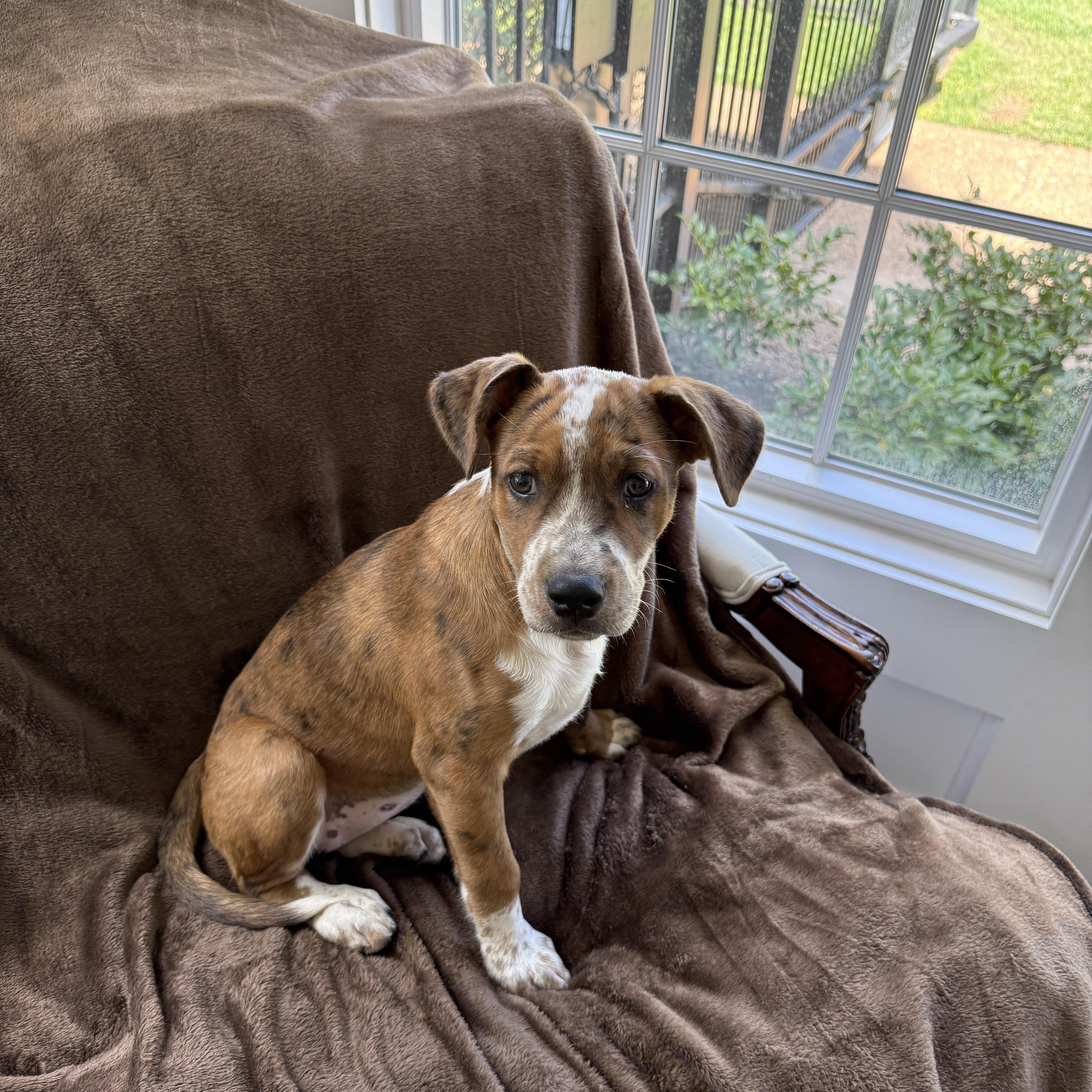 A baby medium-sized female Catahoula Leopard Dog dog named Mini for adoption in Alexandria, LA