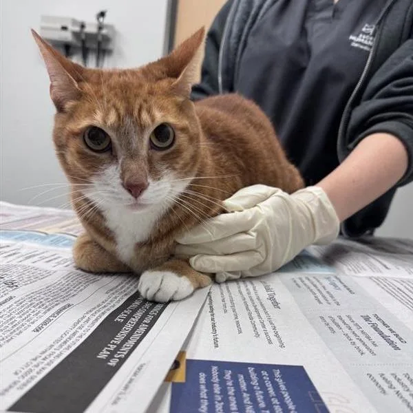 An adult large-sized male Orange / Red Domestic Short Hair cat named Rockie for adoption in Jacksonville, FL