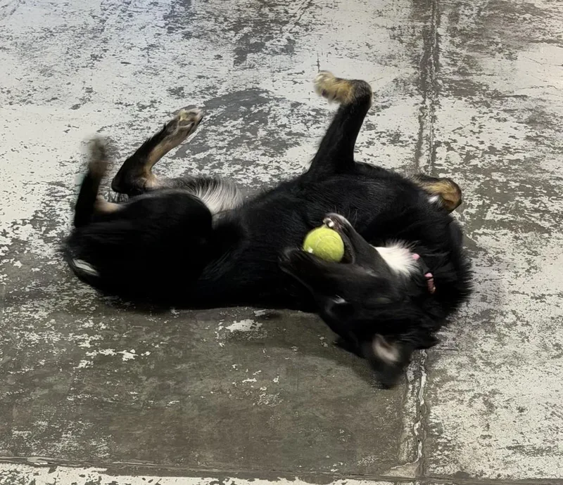 A baby medium-sized female Tricolor (Brown, Black, & White) Border Collie dog named Willow for adoption in Bend, OR