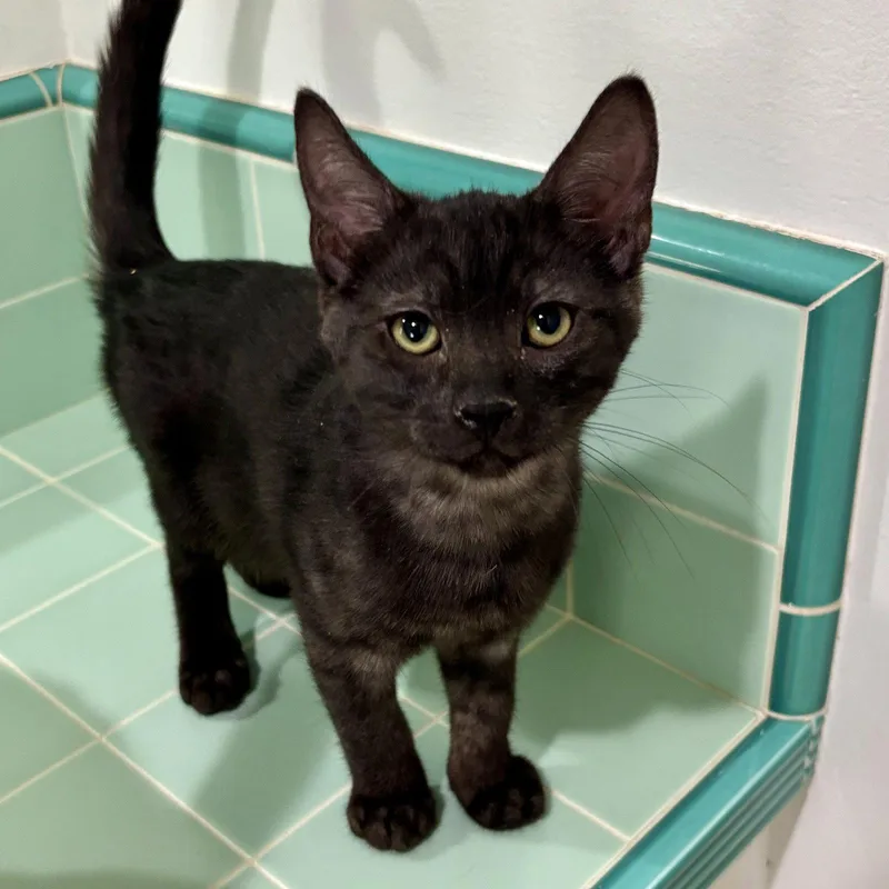 A baby medium-sized male Domestic Short Hair cat named Cliff for adoption in Sonora, CA