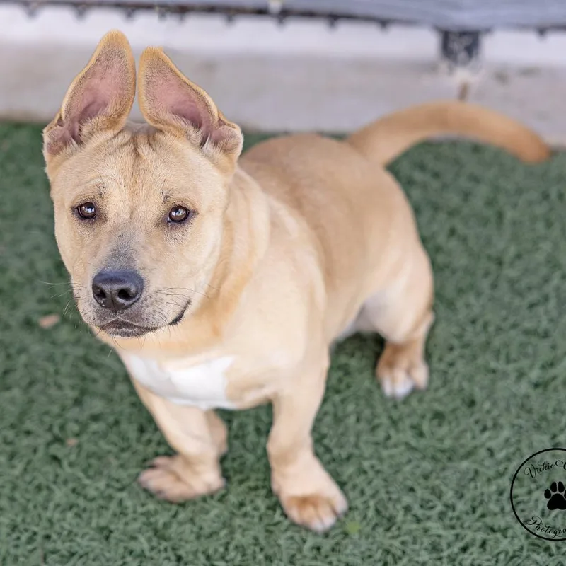An adult medium-sized male Yellow / Tan / Blond / Fawn Terrier dog named Cedar for adoption in Portland, OR