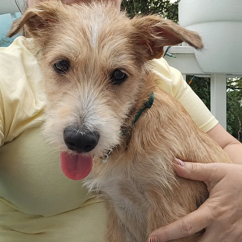 A young small-sized male Apricot / Beige Terrier dog named Tail Wagging Taca for adoption in Reston, VA