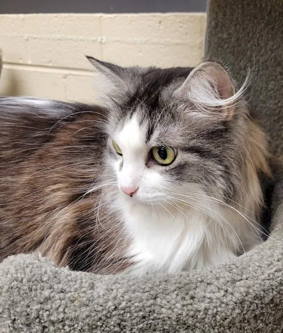 A young medium-sized female Buff / Tan / Fawn Domestic Long Hair cat named Lulu for adoption in Schaumburg, IL