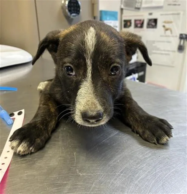 A baby small-sized female Labrador Retriever dog named A for adoption in Visalia, CA