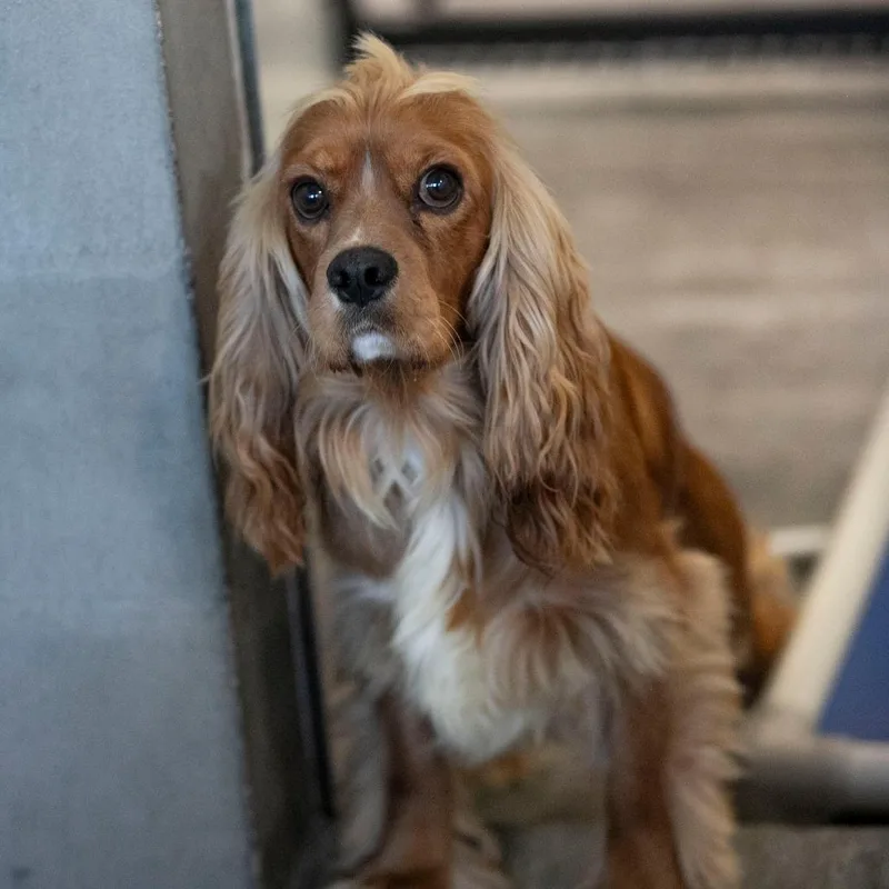 An adult small-sized male Golden Cocker Spaniel dog named Hawkeye for adoption in Peyton, CO