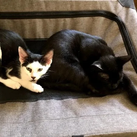 A young medium-sized male Black & White / Tuxedo Domestic Short Hair cat named Chevy & Hitchhiker for adoption in Woodland Hills, CA