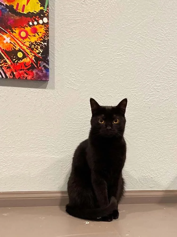 An adult medium-sized female Black Domestic Short Hair cat named Pepper for adoption in New Cumberland, WV