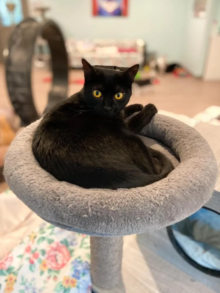 Pepper thumbnail 4