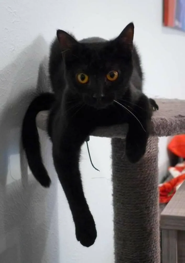 Pepper thumbnail 6