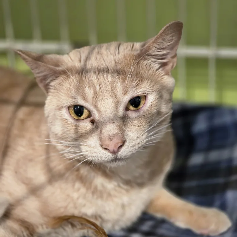 An adult medium-sized male Orange & White Domestic Short Hair cat named Oliver for adoption in Wells, ME