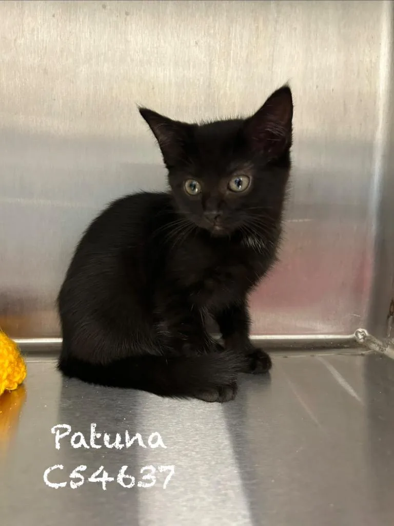 A baby medium-sized female Domestic Long Hair cat named Patuna for adoption in Clarksville, TN