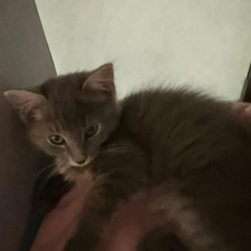 A baby small-sized male Gray / Blue / Silver Domestic Short Hair cat named Echo for adoption in Quakertown, PA