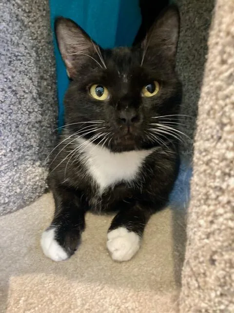 An adult medium-sized female Domestic Short Hair cat named Sage for adoption in Allegan, MI