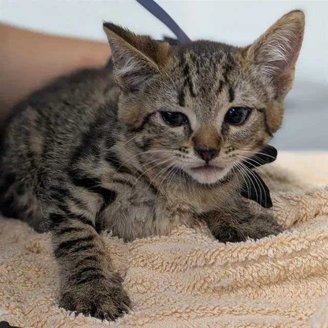 A baby small-sized female Domestic Short Hair cat named Shock for adoption in Camarillo, CA