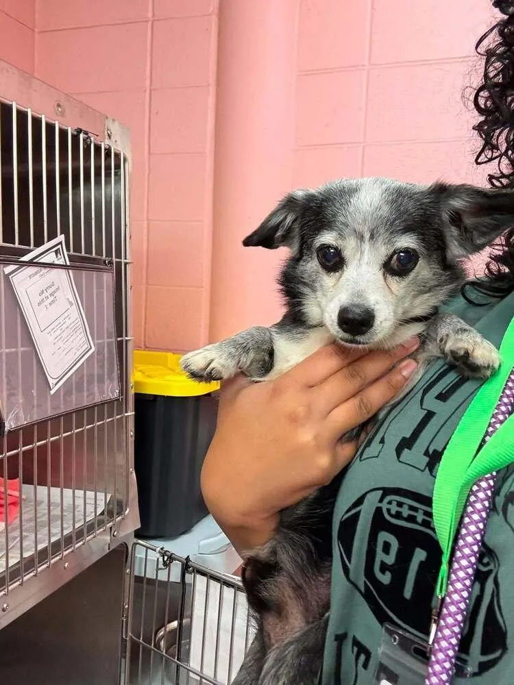 A senior small-sized male Tricolor (Brown, Black, & White) Chihuahua dog named Shadow for adoption in Aurora, CO
