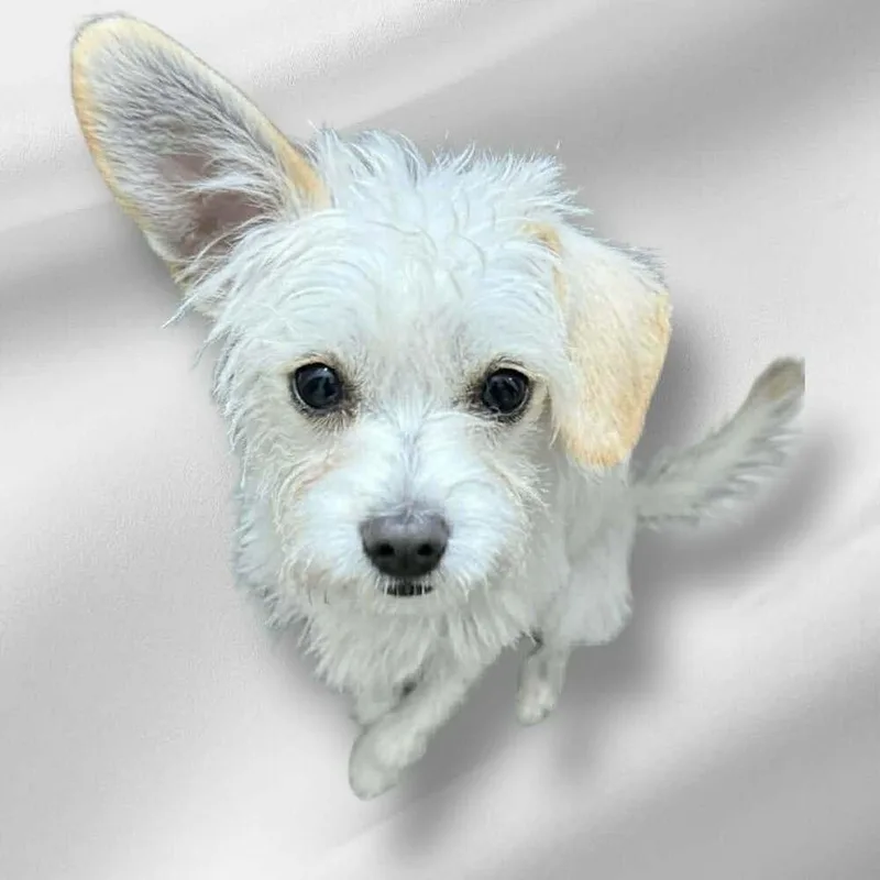 Johnny Appleseed thumbnail 3