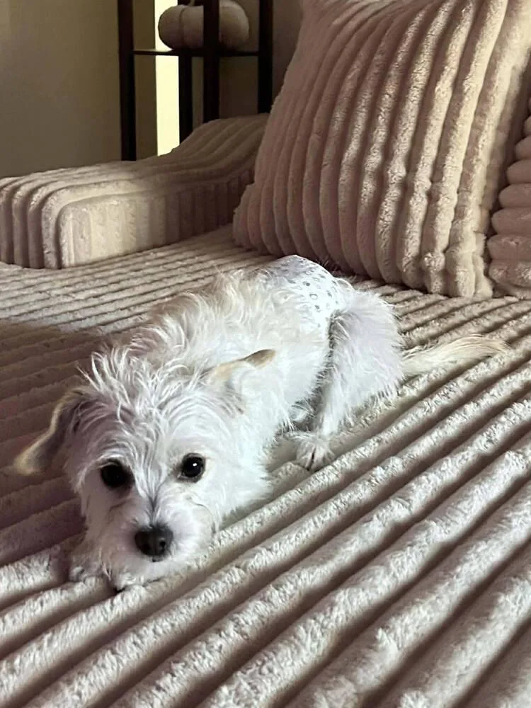 Johnny Appleseed thumbnail 4